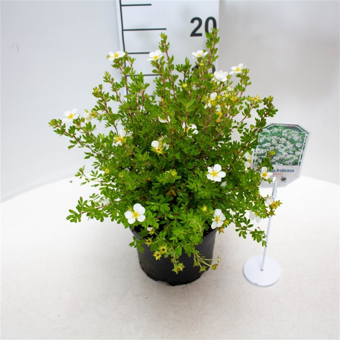 Potentilla f. 'Abbotswood' - C3 25-30 CM